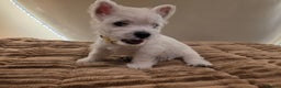 West Highland Terrier dogs for sale: Pure Westies Kc registered  - Advert 11