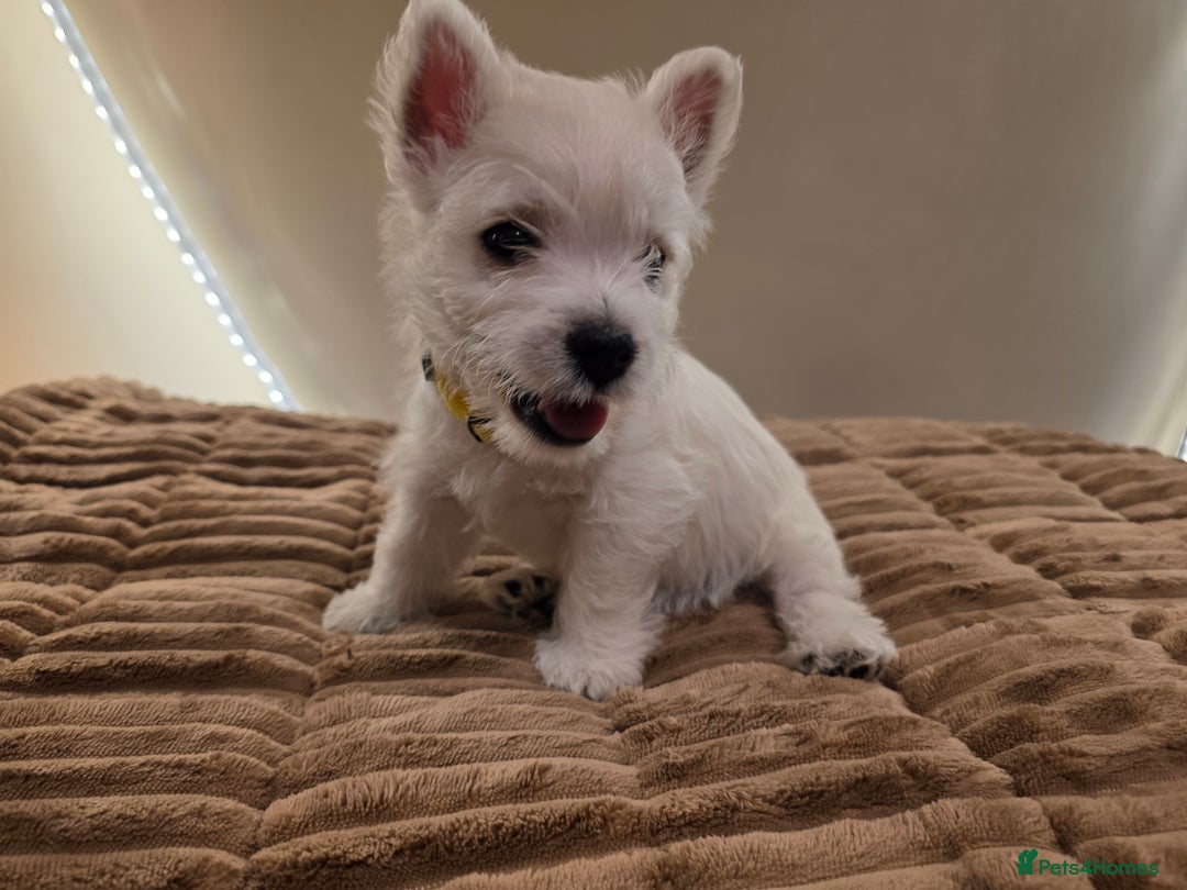 West Highland Terrier dogs for sale: Pure Westies Kc registered  - Advert 11