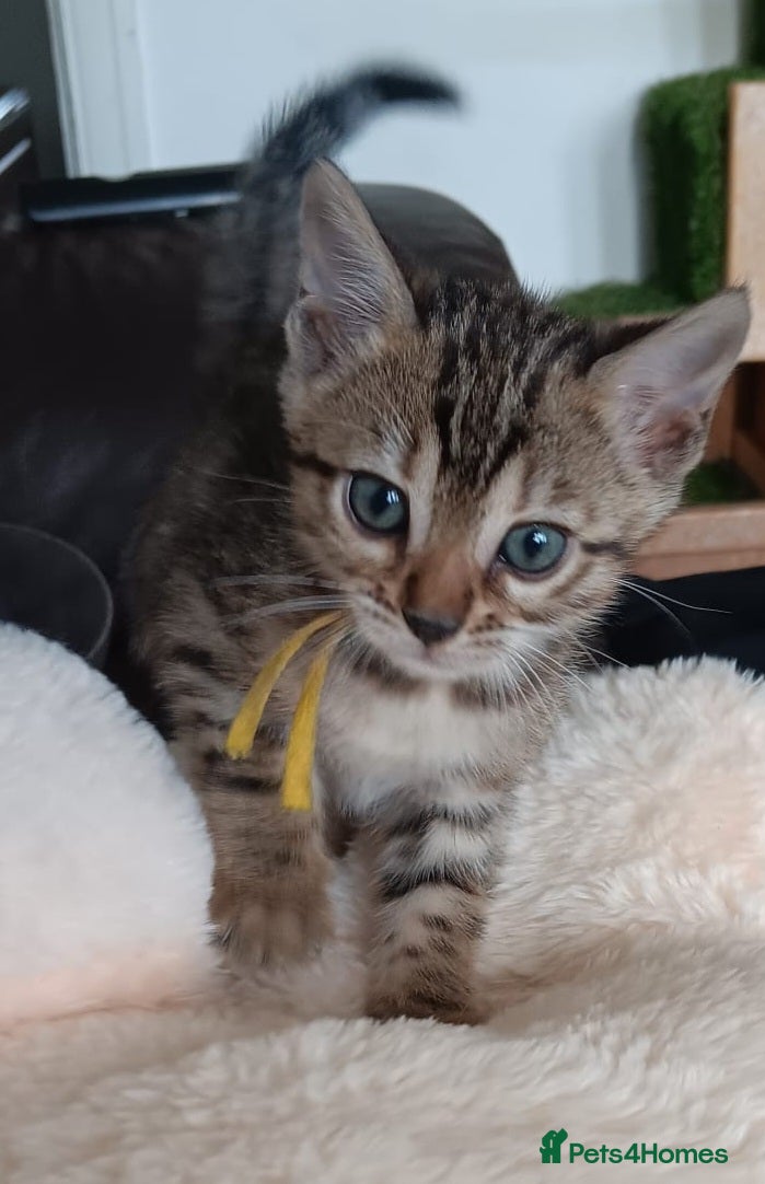 Bengal cats for sale: Pedigree Brown Rosetted Bengal Kittens - Advert 2