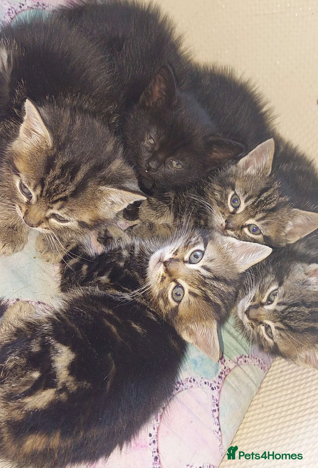 British Shorthair cats for sale: 5 kittens ready to rehome - Advert 2