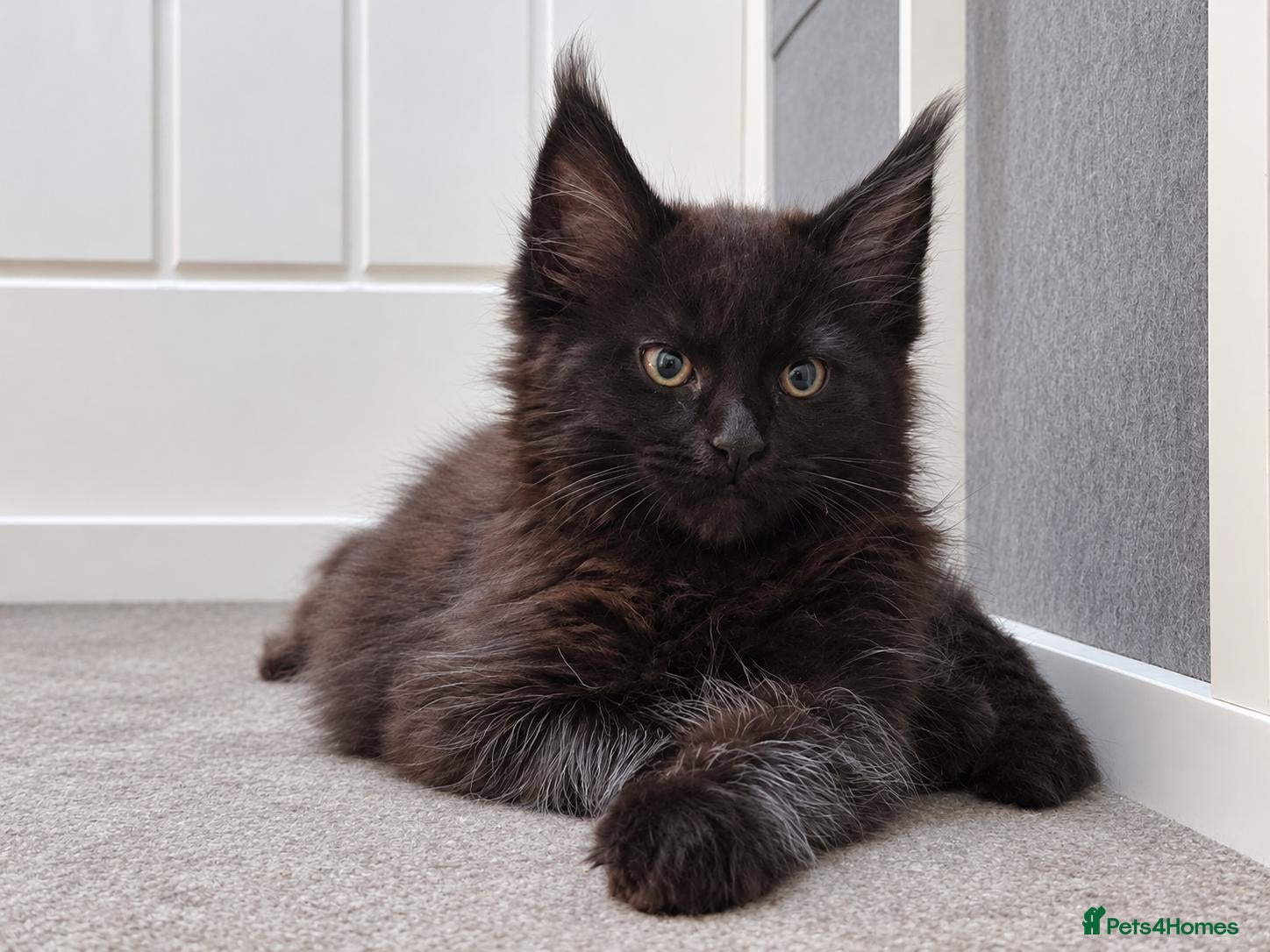 Maine Coon cats 🐾 Beautiful Maine Coon Kittens 🐾 - Advert 2