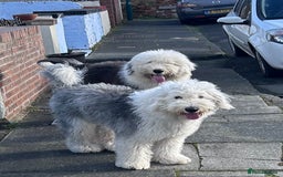 Old English Sheepdog dogs for sale: Old English Sheepdog pups due September  - Image 4