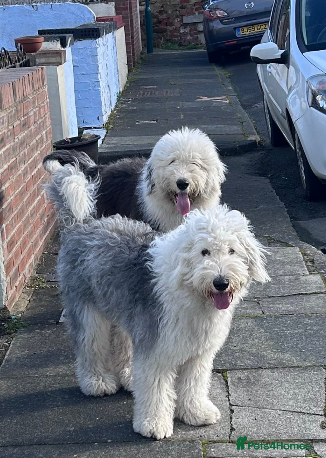 Old English Sheepdog dogs for sale: Old English Sheepdog pups due September  - Image 4