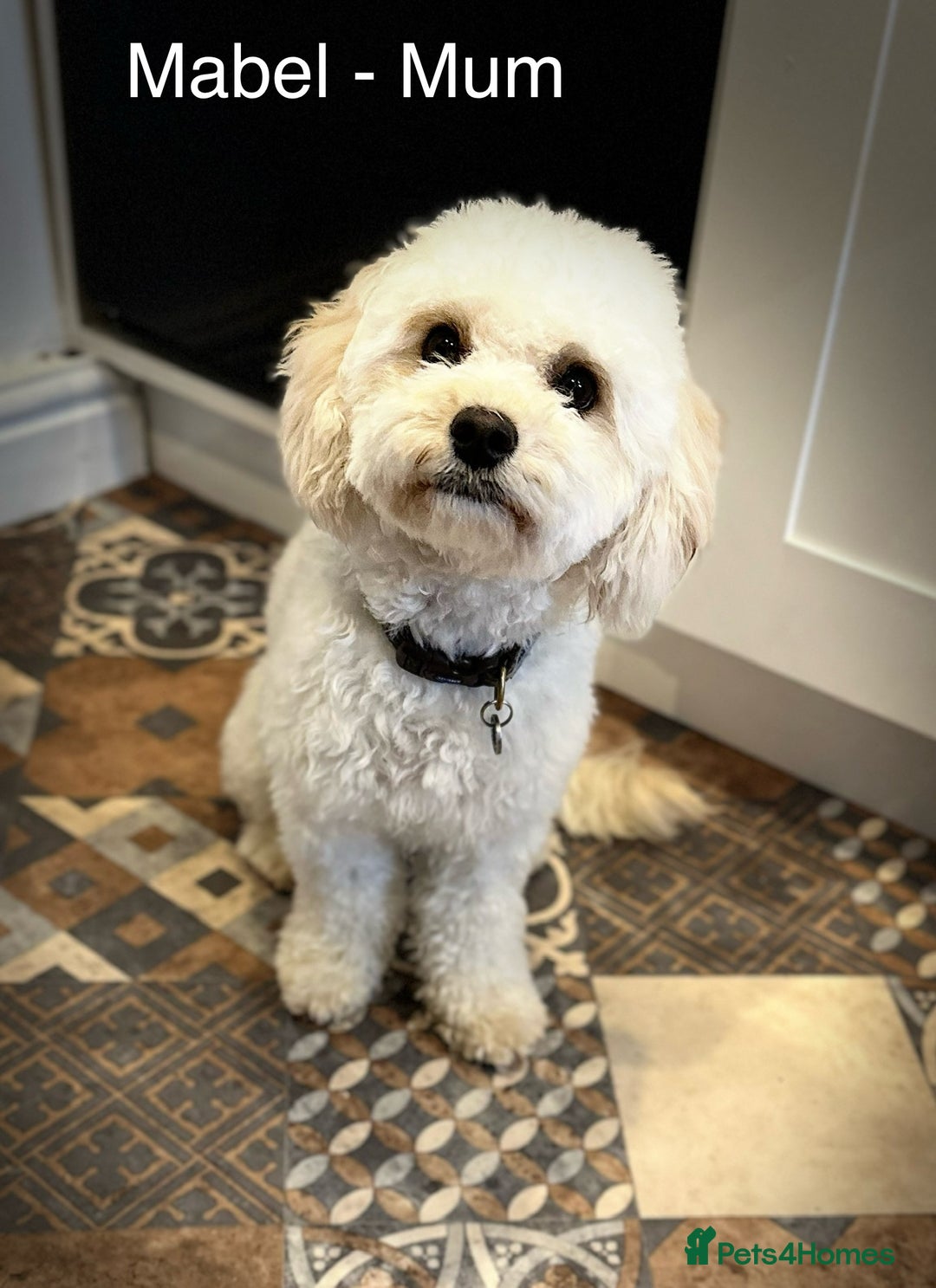 Cavapoochon dogs for sale: ✨Ruby & Blenheim Cavapoochons ❤️🐾 - Image 21