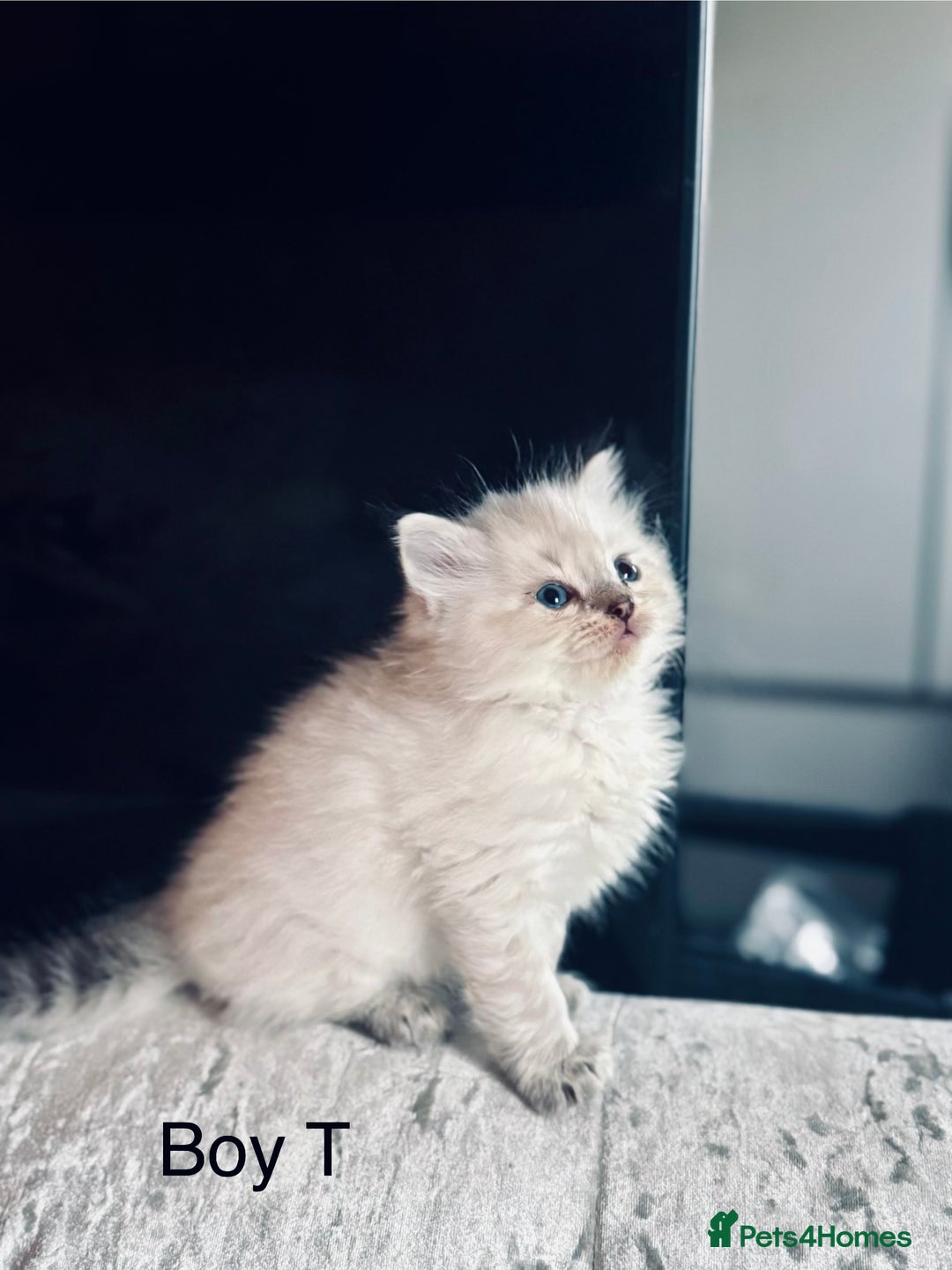 Ragdoll cats for sale: Classic & Mink Ragdoll Kittens - Advert 4