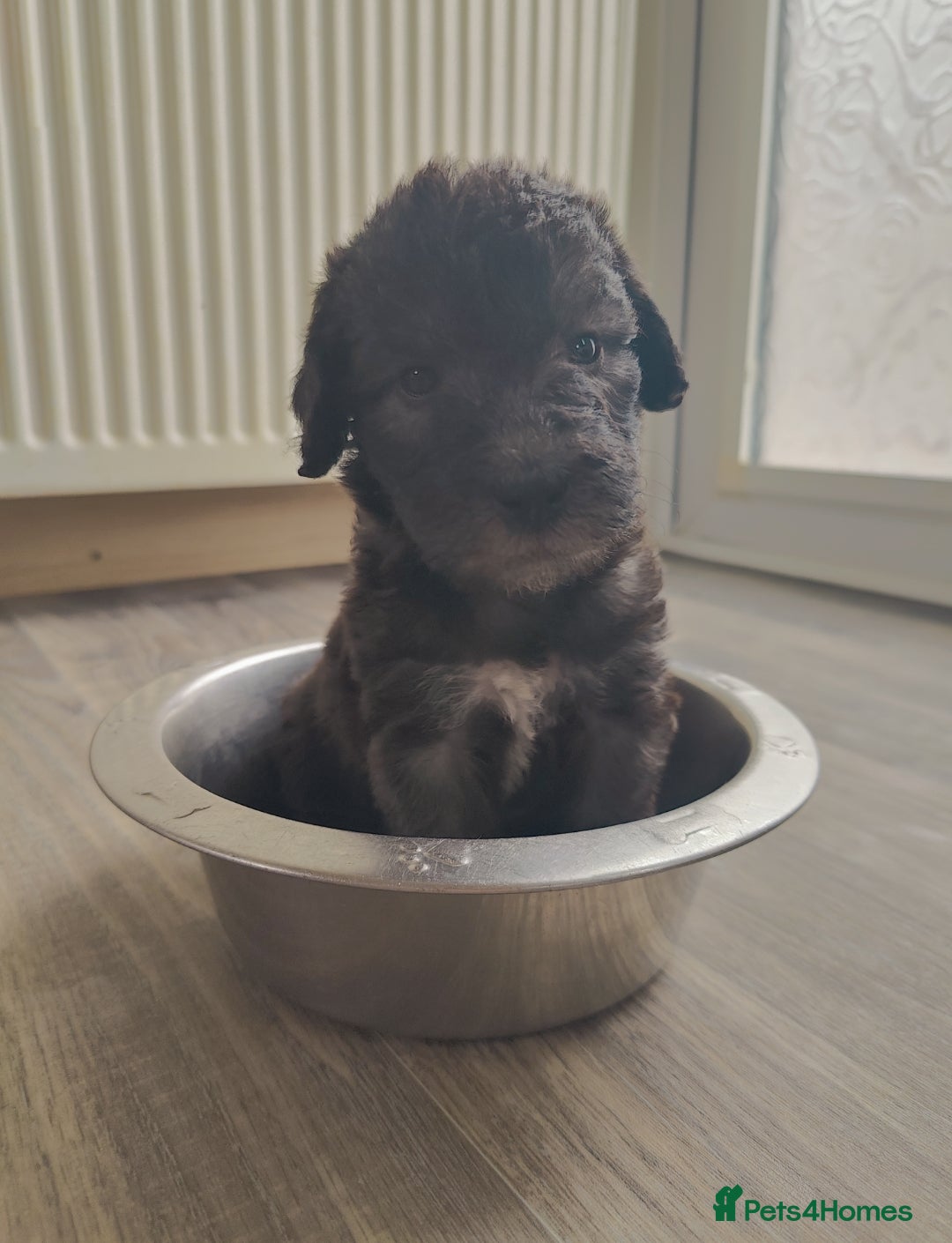 Bedlington Terrier dogs for sale: Champion Sired KC Reg Bedlington Terrier Puppies  - Advert 26