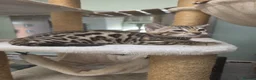 Bengal cats for sale: TICA REGISTERED BROWN ROSETTED BENGAL KITTENS  - Advert 20
