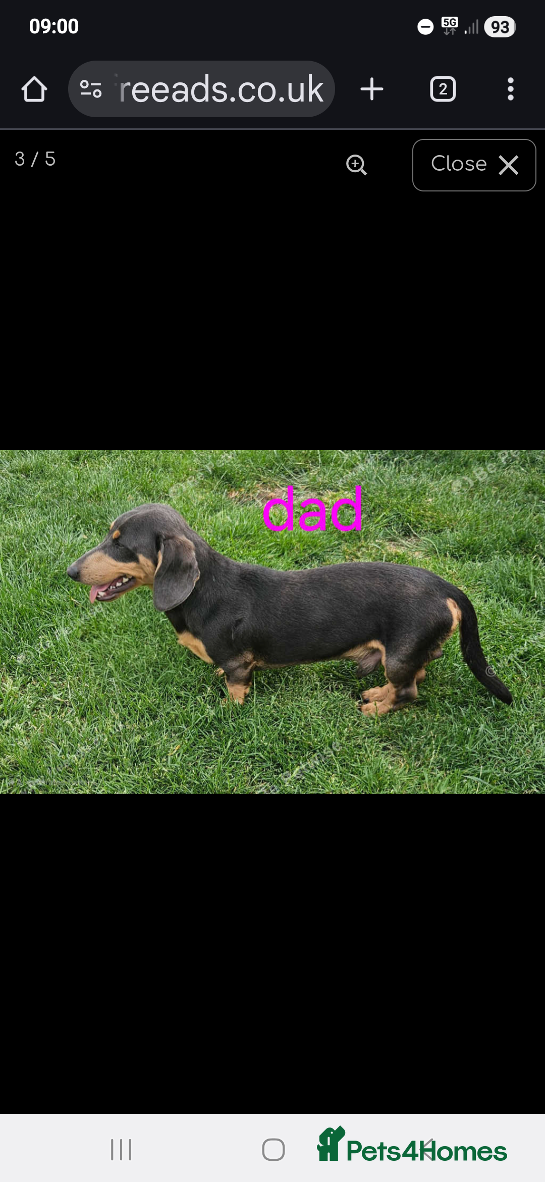 Miniature Dachshund dogs for sale: Miniture dachshund entire - Advert 1