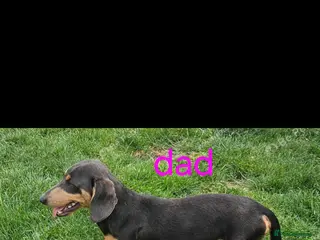Miniature Dachshund dogs Miniture dachshund entire - Advert 10