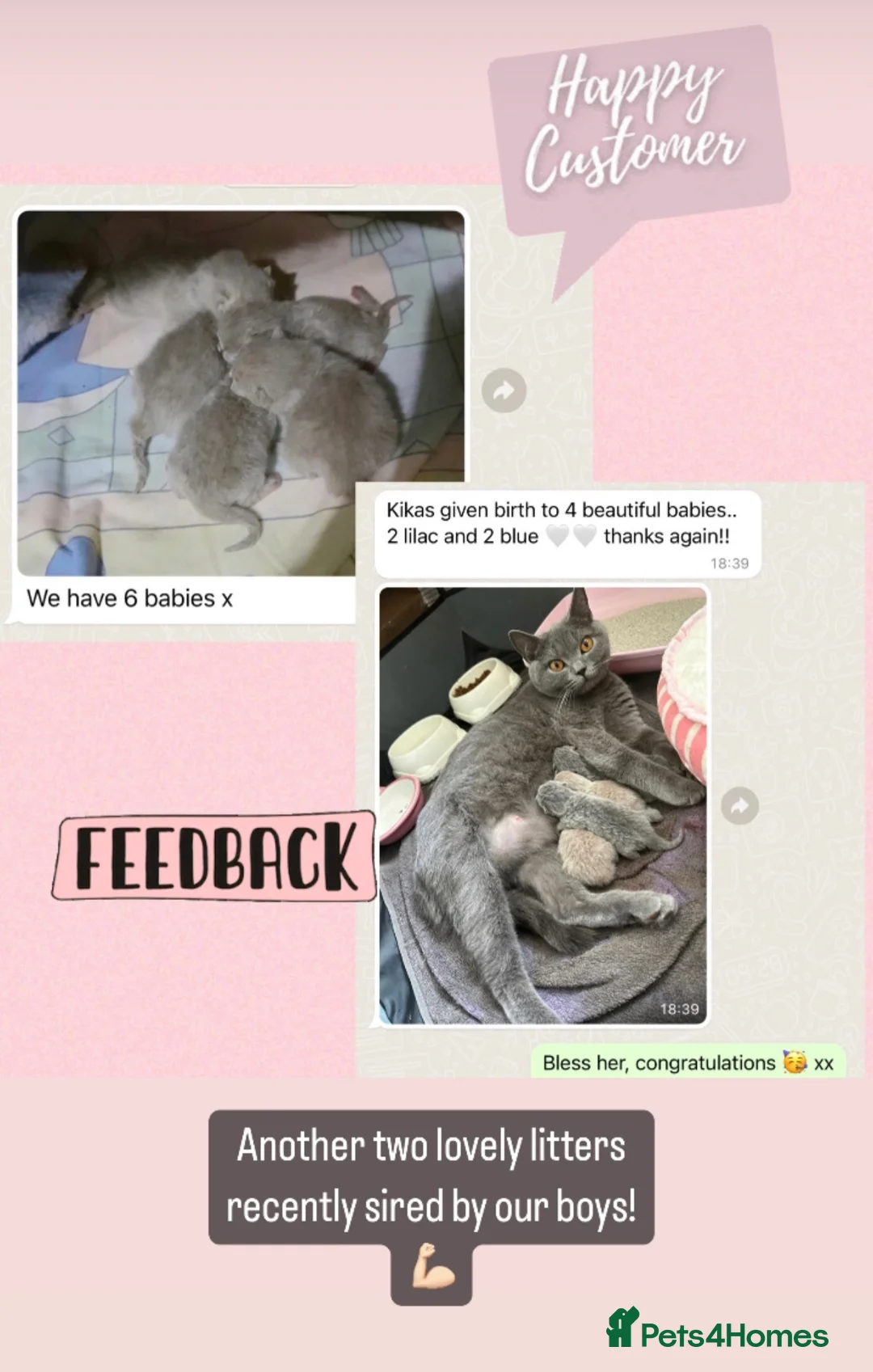 British Shorthair cats for stud: ⭐️ Two Imported Powerhouse Studs ⭐️ in London - Advert 20