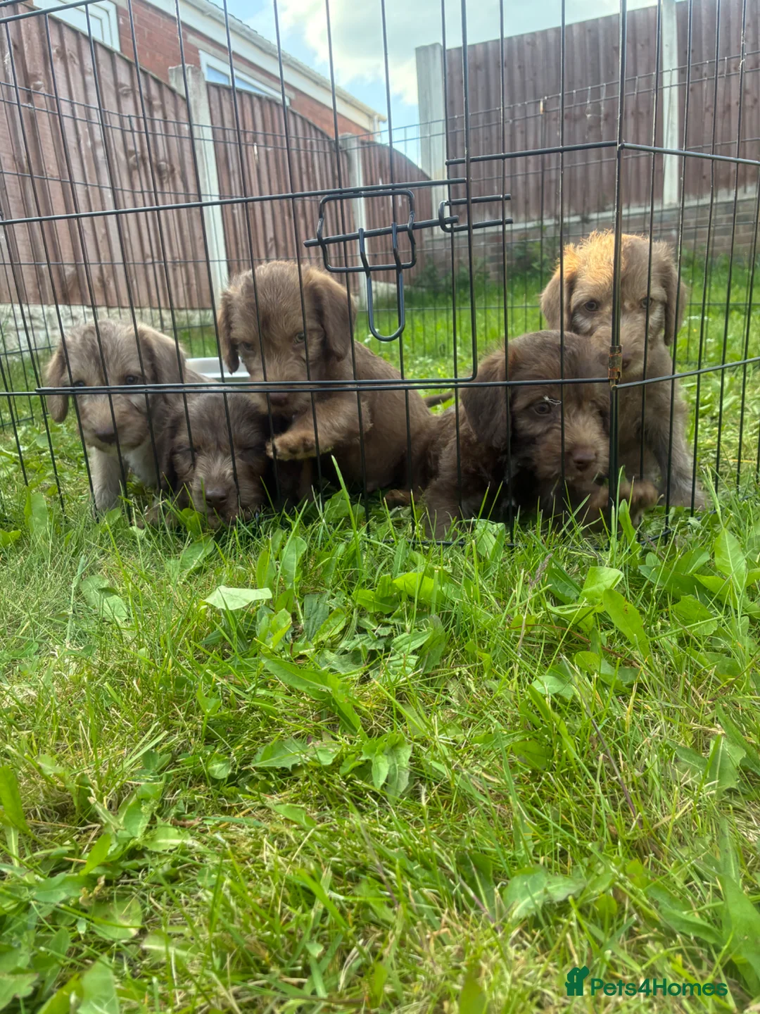 Bedlington Terrier dogs for sale: Bedlington terrier - Advert 1