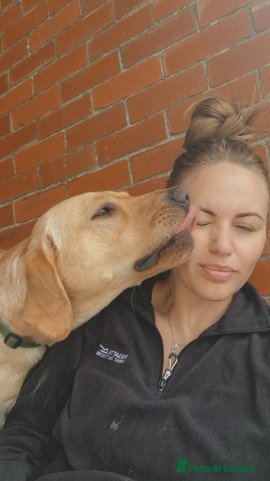 Labrador Retriever dogs for sale: Rehoming Marley in Goole - Advert 2