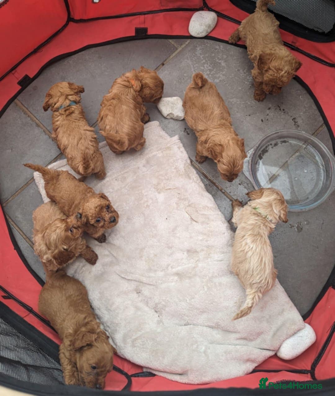 Yorkiepoo dogs for sale: Reduced price as  Last  little girl ready to leave in Barnsley - Image 3