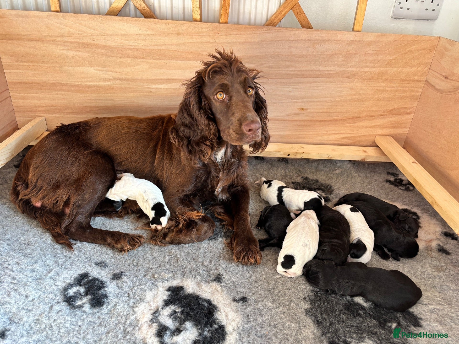Cocker Spaniel dogs 8 STUNNING WORKING COCKER PUPS 🐶🐾 - Advert 1