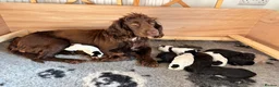 Cocker Spaniel dogs for sale: 8 STUNNING WORKING COCKER PUPS 🐶🐾 - Advert 1