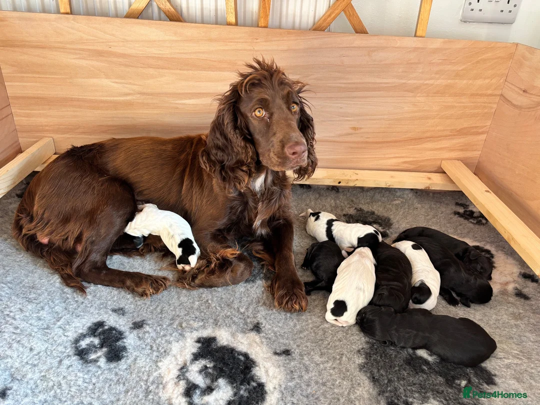 Cocker Spaniel dogs for sale: 8 STUNNING WORKING COCKER PUPS 🐶🐾 - Advert 1