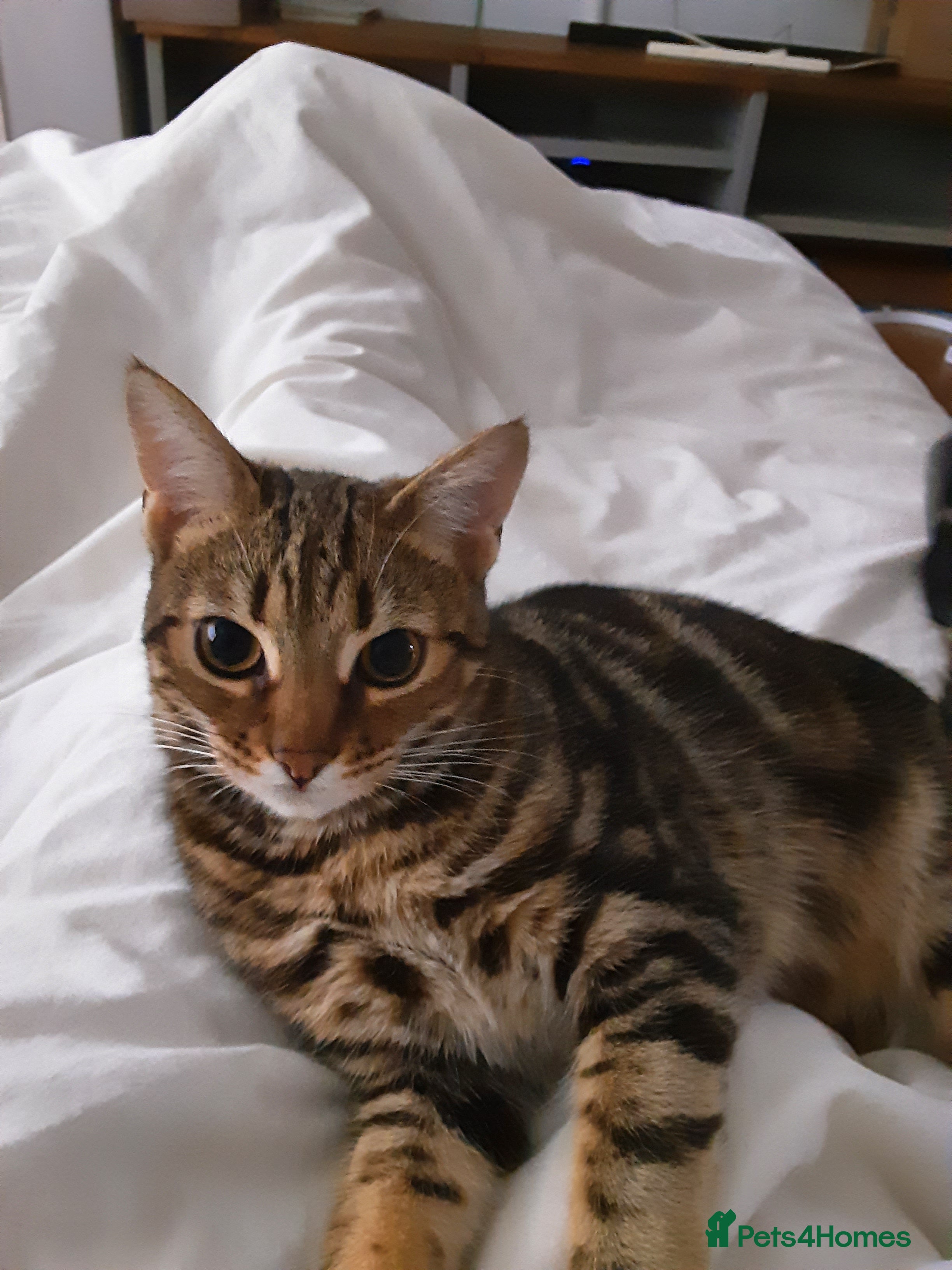 Mixed Breed cats 2 Yr old female - Advert 1