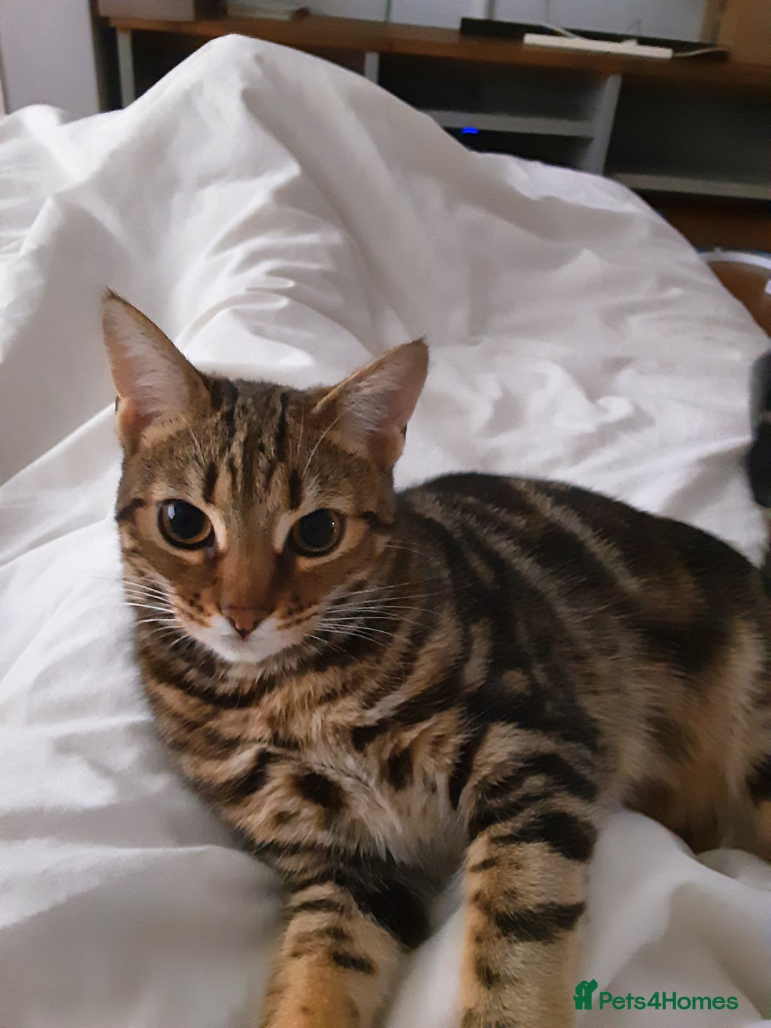 Mixed Breed cats for sale: 2 Yr old female - Advert 1