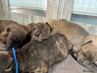 American Bully dogs 10 beautiful American Bullies🤍 - Advert 12