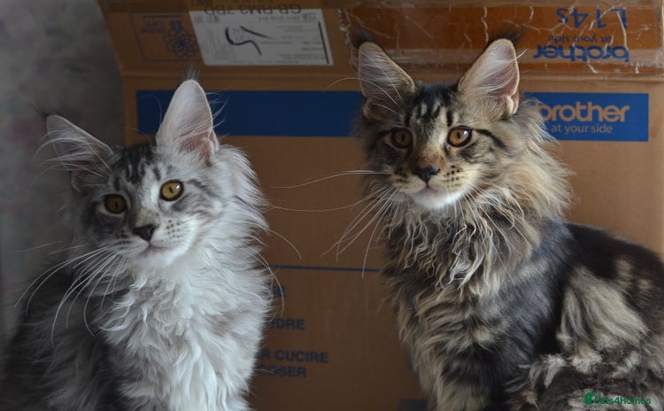 Maine Coon cats - Advert 3