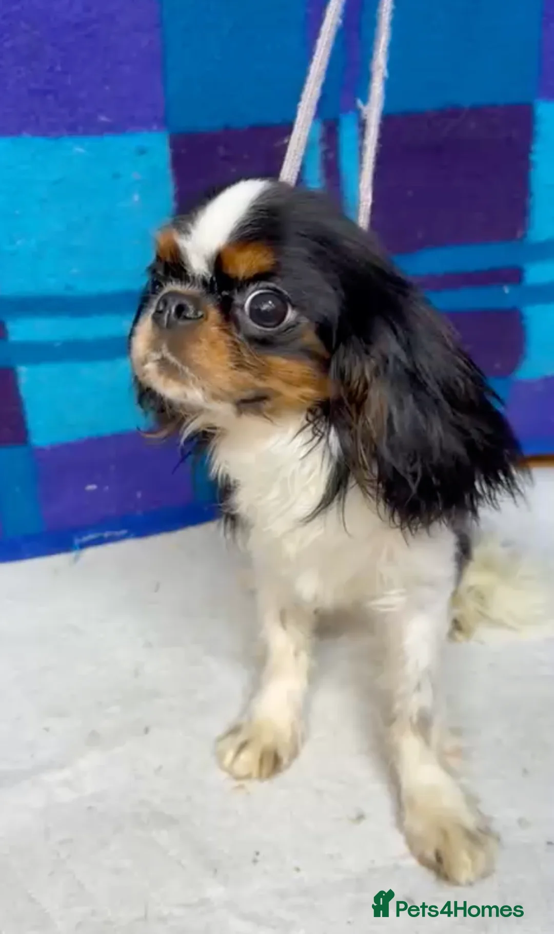 Cavalier King Charles Spaniel dogs for adoption: 🐾 LOUIS – Male Cavalier King Charles Spaniel 🐾 in West Malling - Advert 4