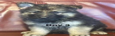 German Shepherd 3