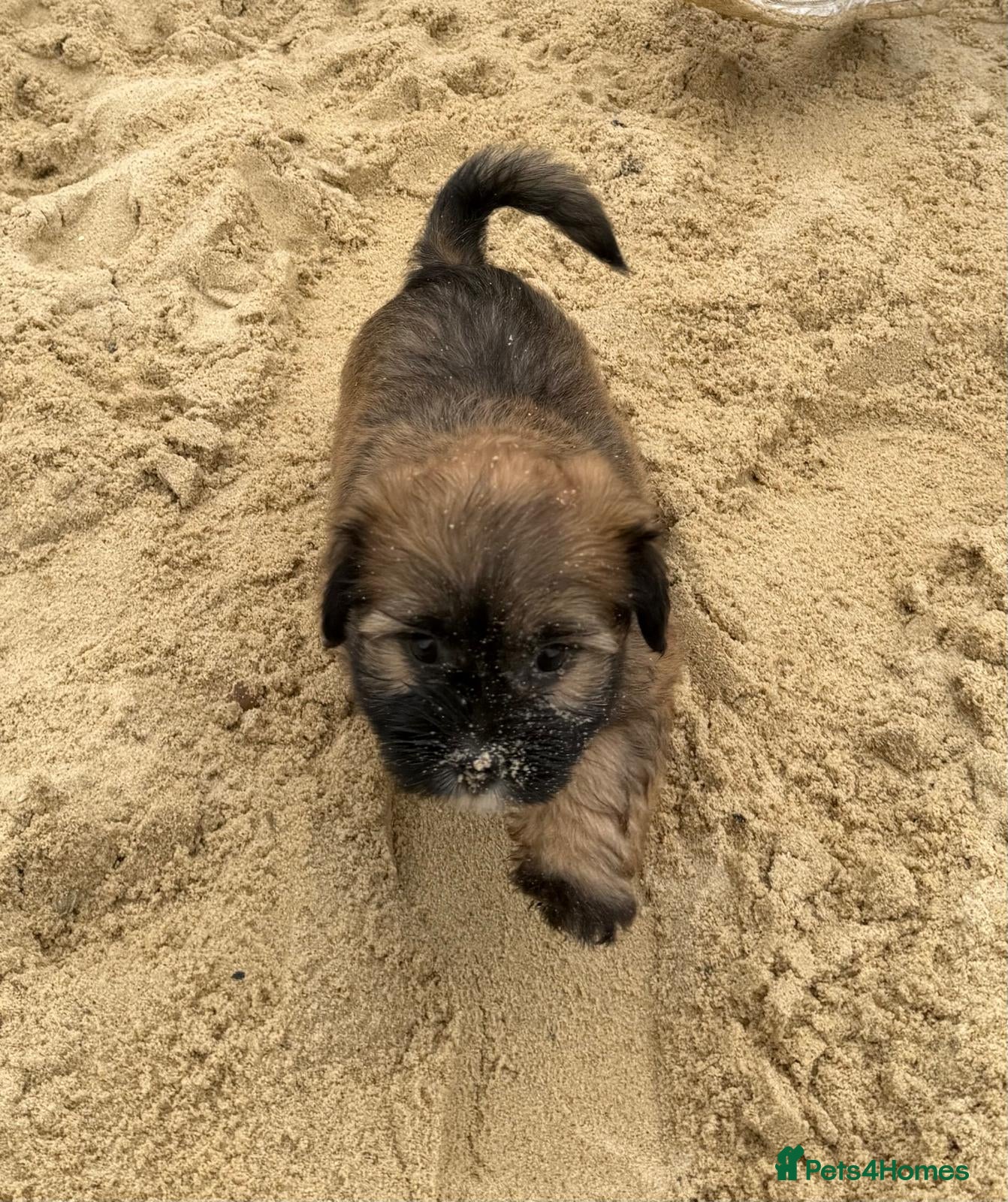 Mixed Breed dogs Puppies mixed breed  - Advert 13