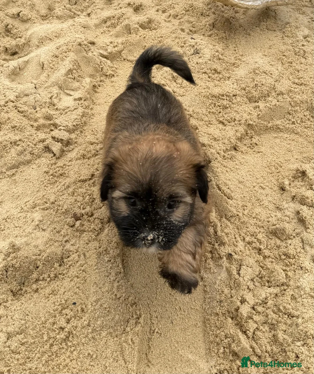 Mixed Breed dogs for sale: Puppies mixed breed  - Advert 1