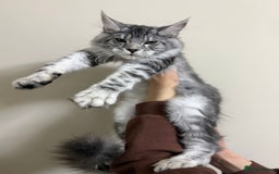 Maine Coon cats for sale: Pure maine coon - Image 35