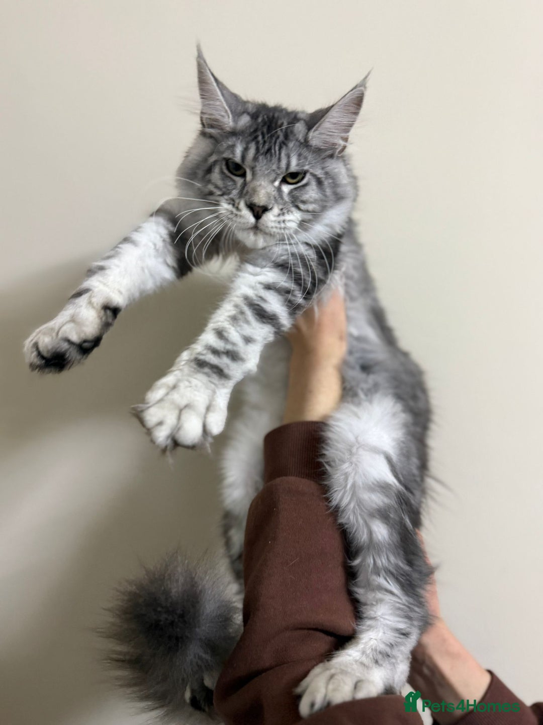 Maine Coon cats for sale: Pure maine coon - Image 35