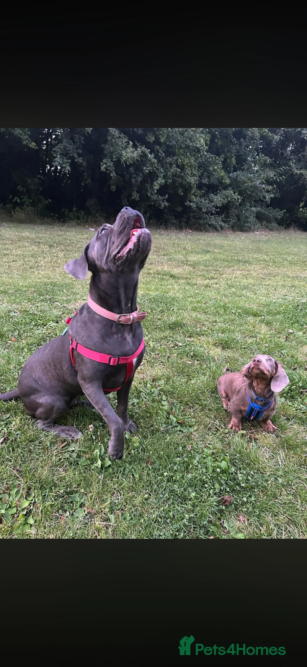 Cane Corso dogs for sale: Cane corso - Advert 2