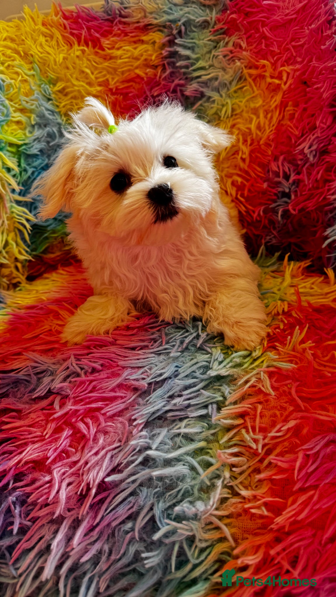 Maltese dogs Pure breed pedigree KC Maltese boy  - Advert 1