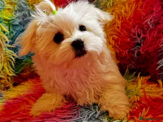 Maltese dogs Pure breed pedigree KC Maltese boy - Advert 1