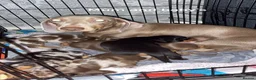 Miniature Dachshund dogs for sale: Miniature dachshund puppies  - Advert 1