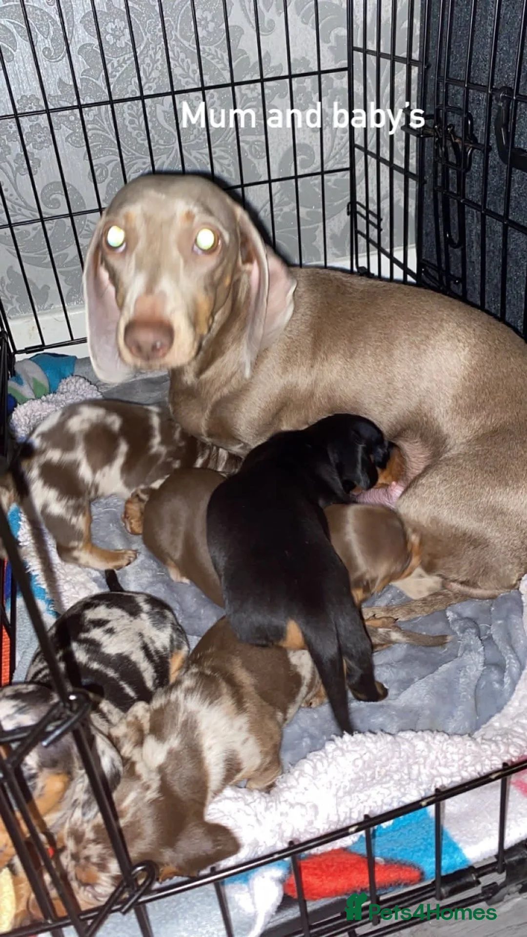 Miniature Dachshund dogs for sale: Miniature dachshund puppies  - Advert 1