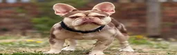 French Bulldog dogs for sale: Rojo and tan fluffy french bulldog - Advert 3