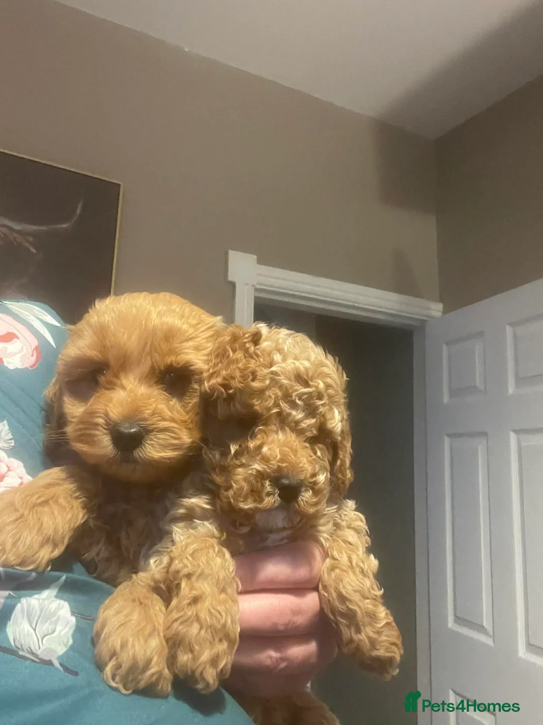 Cockapoo dogs for sale: Puppies ready for there forever homes  - Advert 4