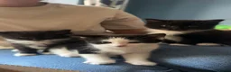 Mixed Breed cats for sale: Mixed breed black and white kittens - Advert 4