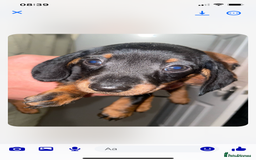Miniature Dachshund dogs for sale: KC MINI DASCHAUNDS READY NOW  in Bishop Auckland - Image 7