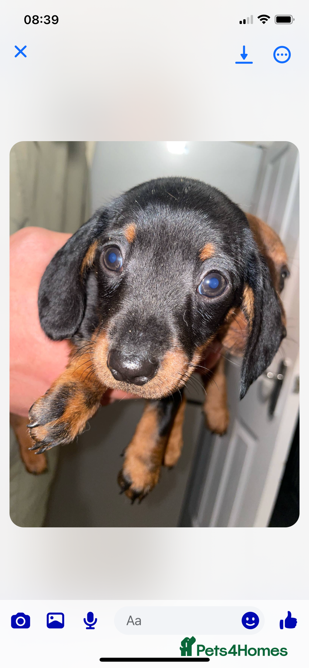 Miniature Dachshund dogs for sale: KC MINI DASCHAUNDS READY NOW  in Bishop Auckland - Image 7