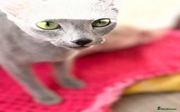 Russian Blue cats for sale: American lines Russian Blue Kittens. - Image 6