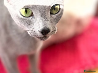 Russian Blue cats - Advert 29