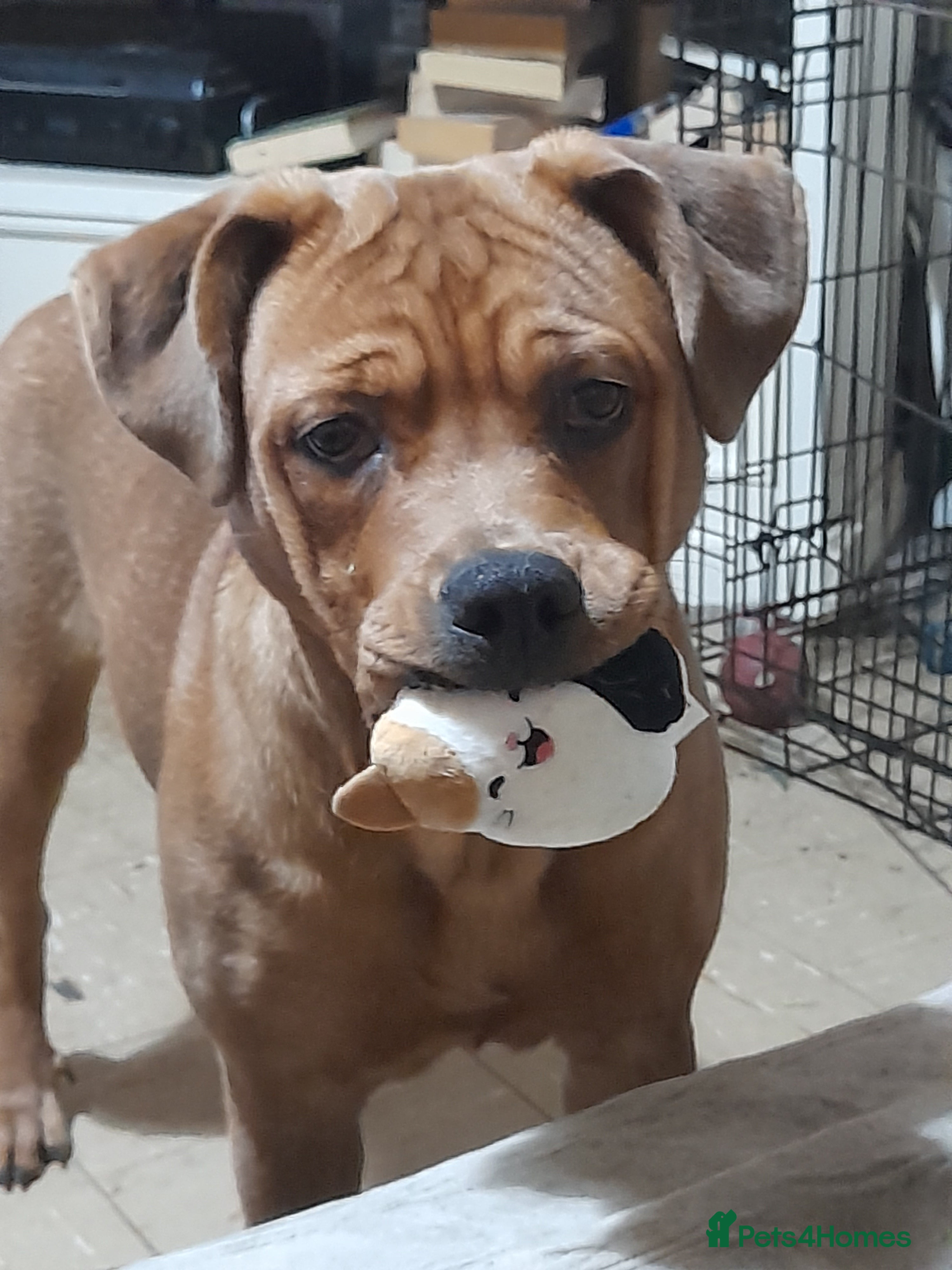 Mixed Breed dogs 8 month old American X rottweiler  - Advert 16