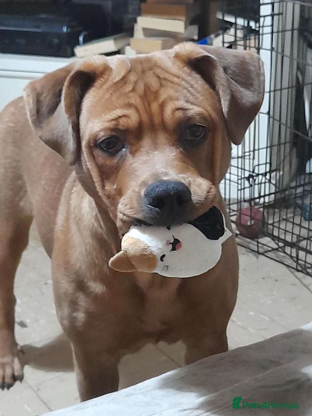 Mixed Breed dogs for sale: 8 month old American bully X rottweiler 'cookie' - Advert 1