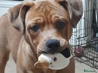 Mixed Breed dogs 8 month old American X rottweiler - Advert 16