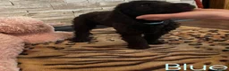 Labradoodle dogs for sale: F1bb Labradoodle Puppies - Ideal Family Balance - Advert 9