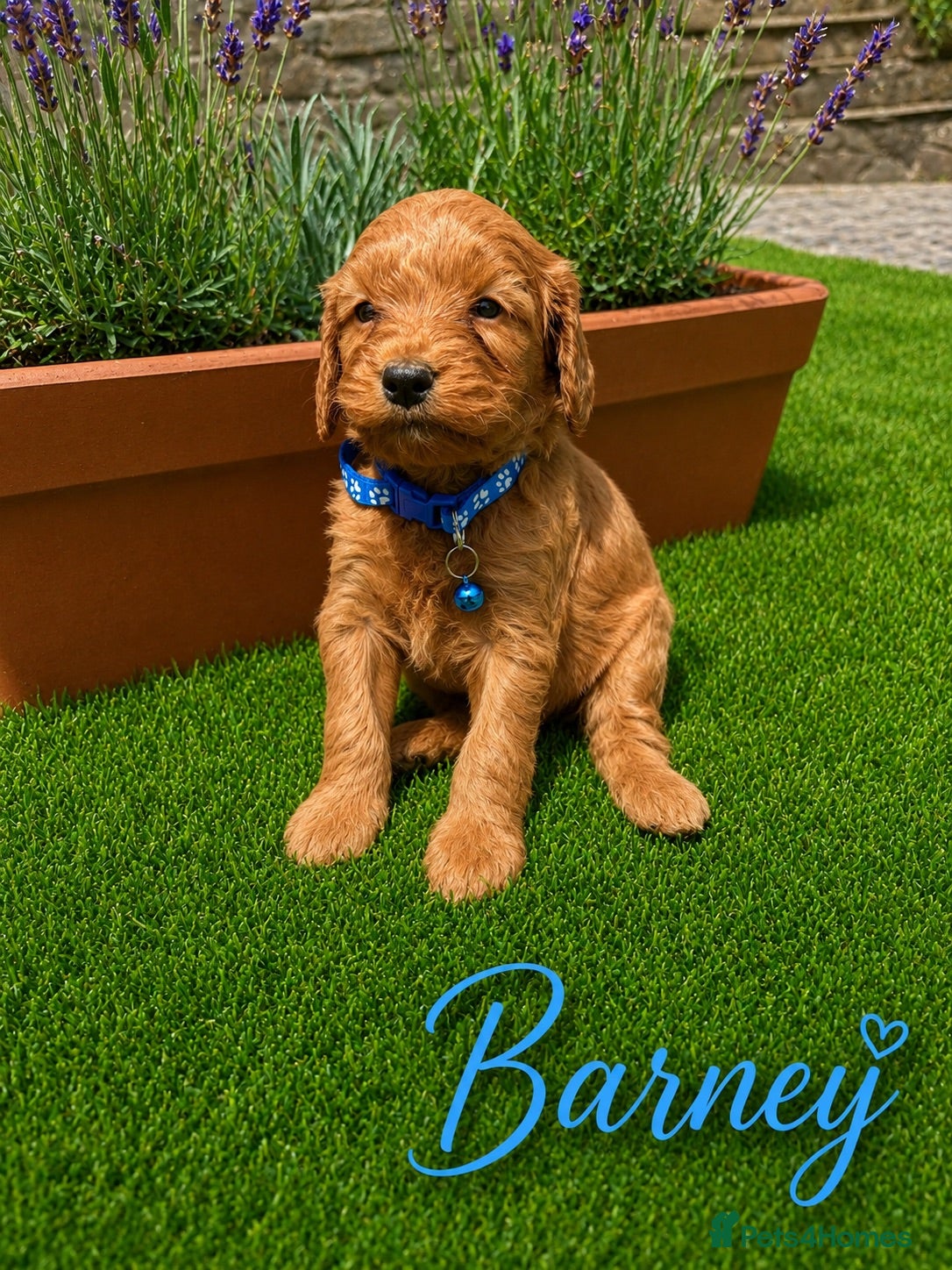 Cockapoo dogs F1 Fox Red Cockerpoo puppies. (Dad DNA tested) - Advert 2
