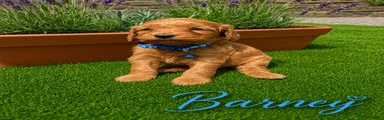 Barney 