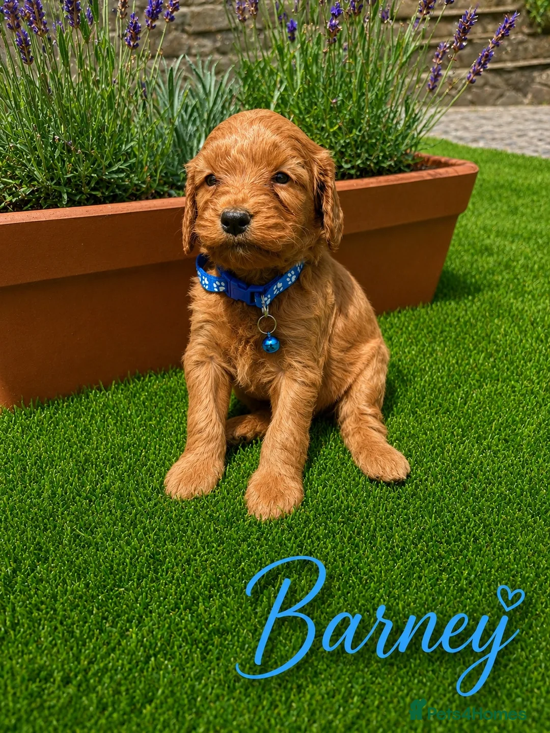 Cockapoo dogs for sale: F1 Fox Red Cockerpoo puppies. (Dad DNA tested) - Advert 2