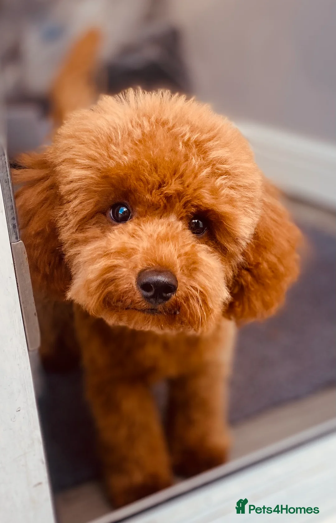 Toy Poodle dogs for stud: Leo Toy Poodle fox red Stud in Telford - Advert 6